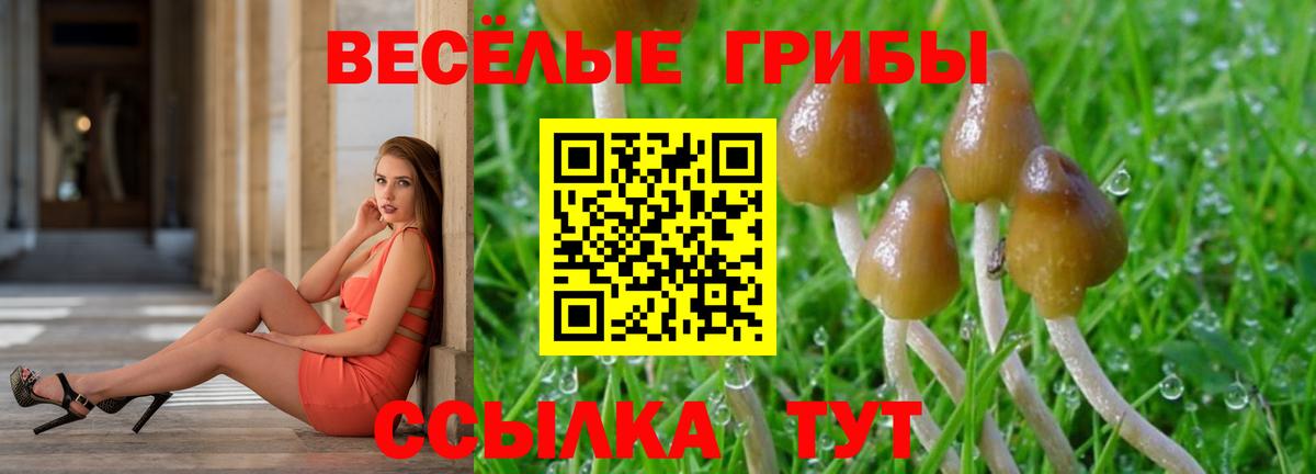 Галлюциногенные грибы GOLDEN TEACHER  сколько стоит  Вход с VPN  Владивосток  Псилоцибиновые грибы Psilocybe 